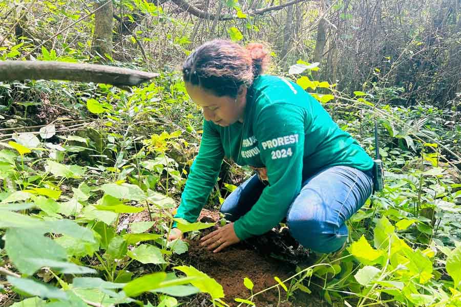 Plantan en Santa María Huatulco 540 árboles producidos en viveros de COESFO