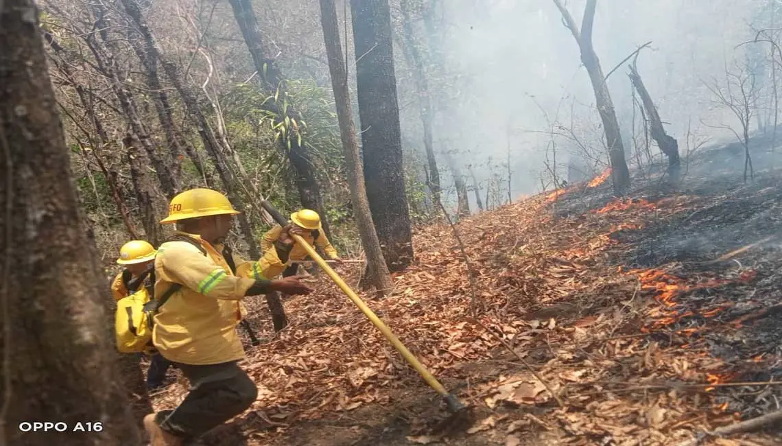 Coesfo controla y liquida incendio forestal en la Costa de Oaxaca