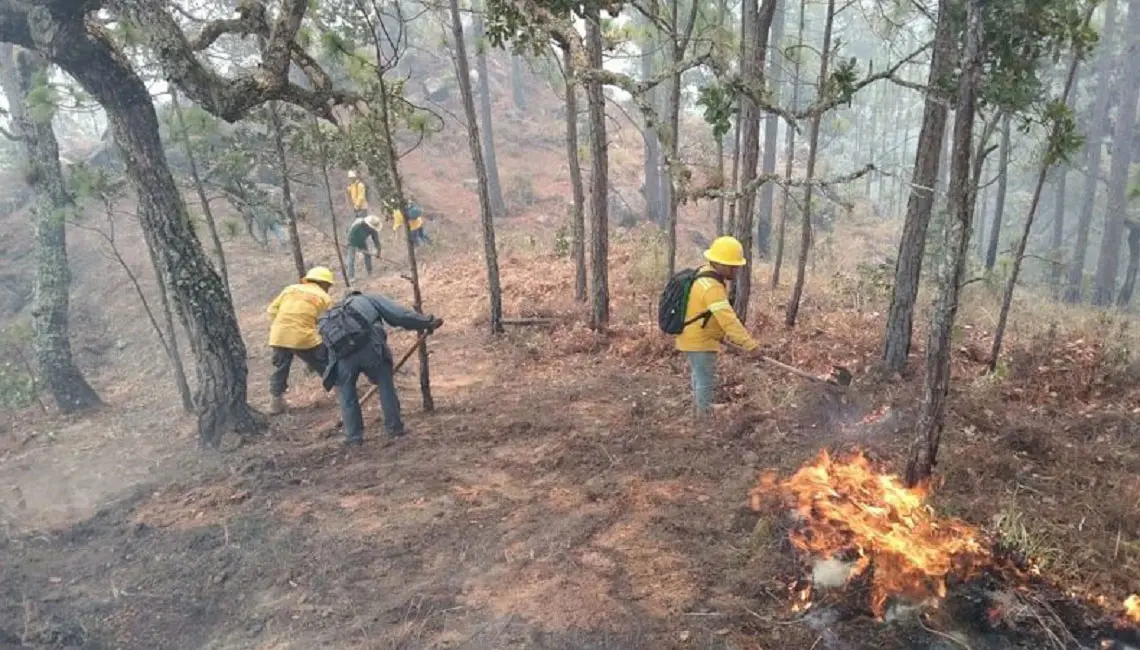 Atiende Coesfo incendio en la Sierra Sur de Oaxaca