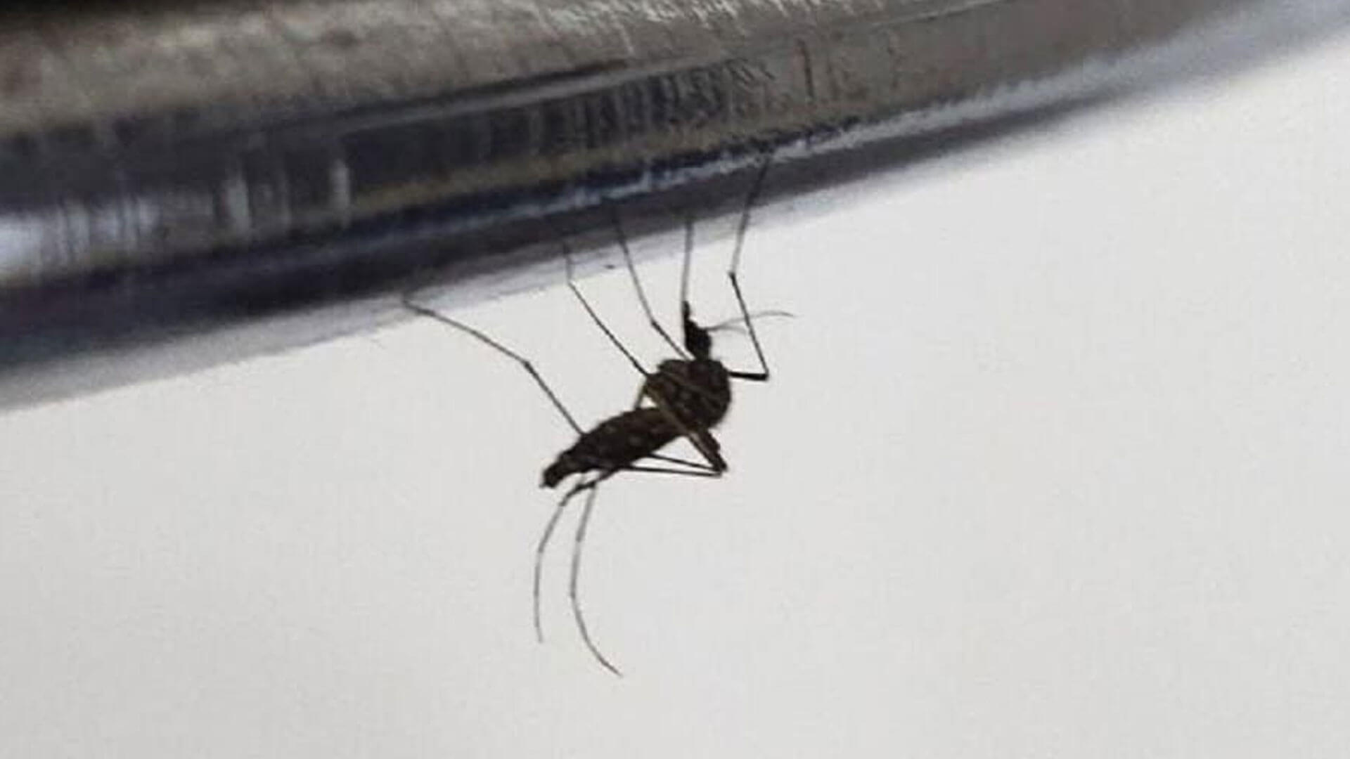 Dengue: 110 mil casos en México; Oaxaca, con 17 confirmados