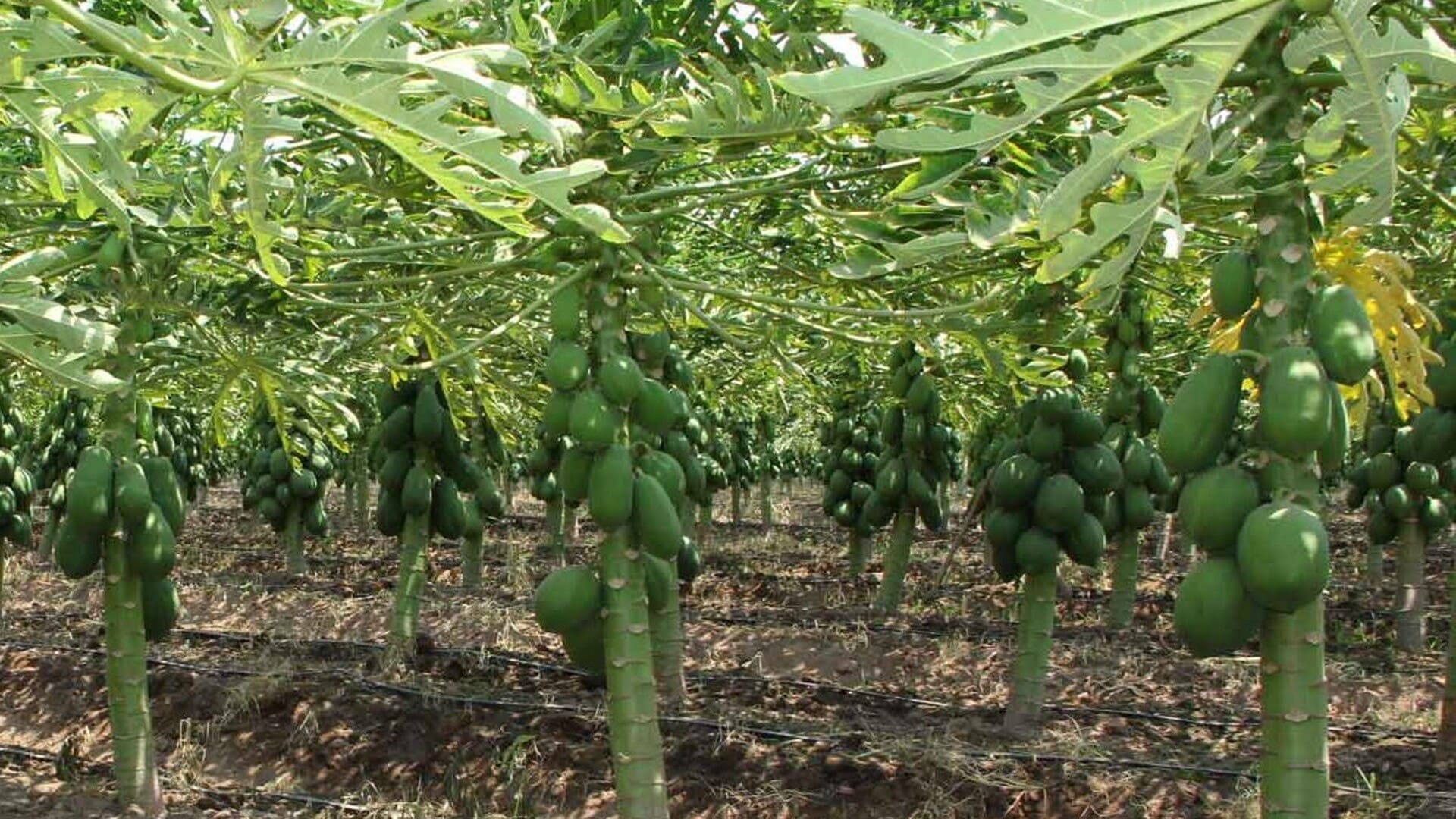 Papaya production in Oaxaca; x-ray of the shortage crisis in 2025