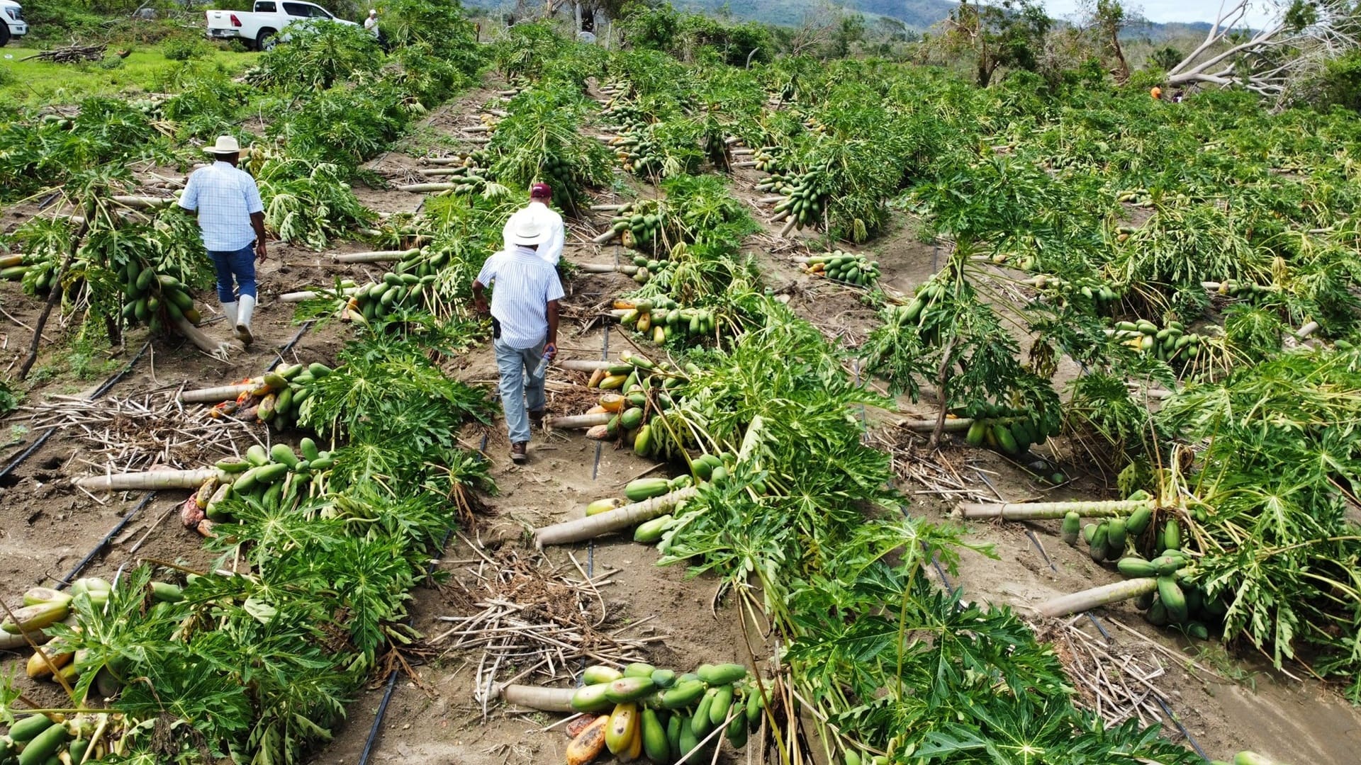 4 mil 37 hectáreas de siembra afectadas por paso del huracán Erick en Oaxaca 4 mil 37 hectáreas de siembra afectadas por paso del huracán Erick en Oaxaca