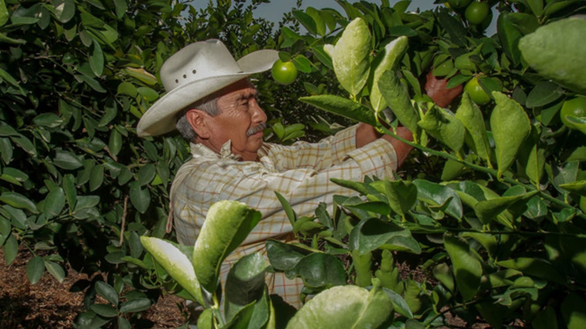 Oaxaca busca certificación de limón con fines de exportación Oaxaca busca certificación de limón con fines de exportación