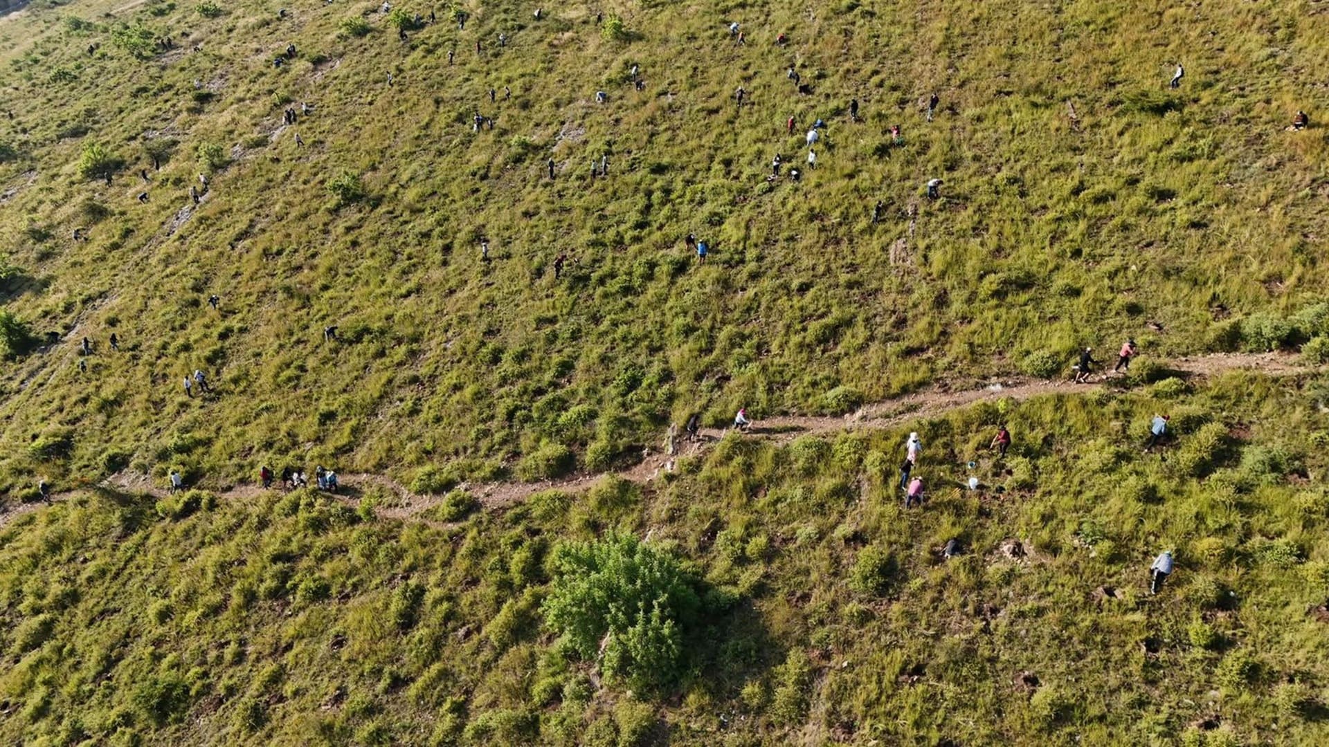 Realizan Mega Tequio de Reforestación en Monte Albán Realizan Mega Tequio de Reforestación en Monte Albán