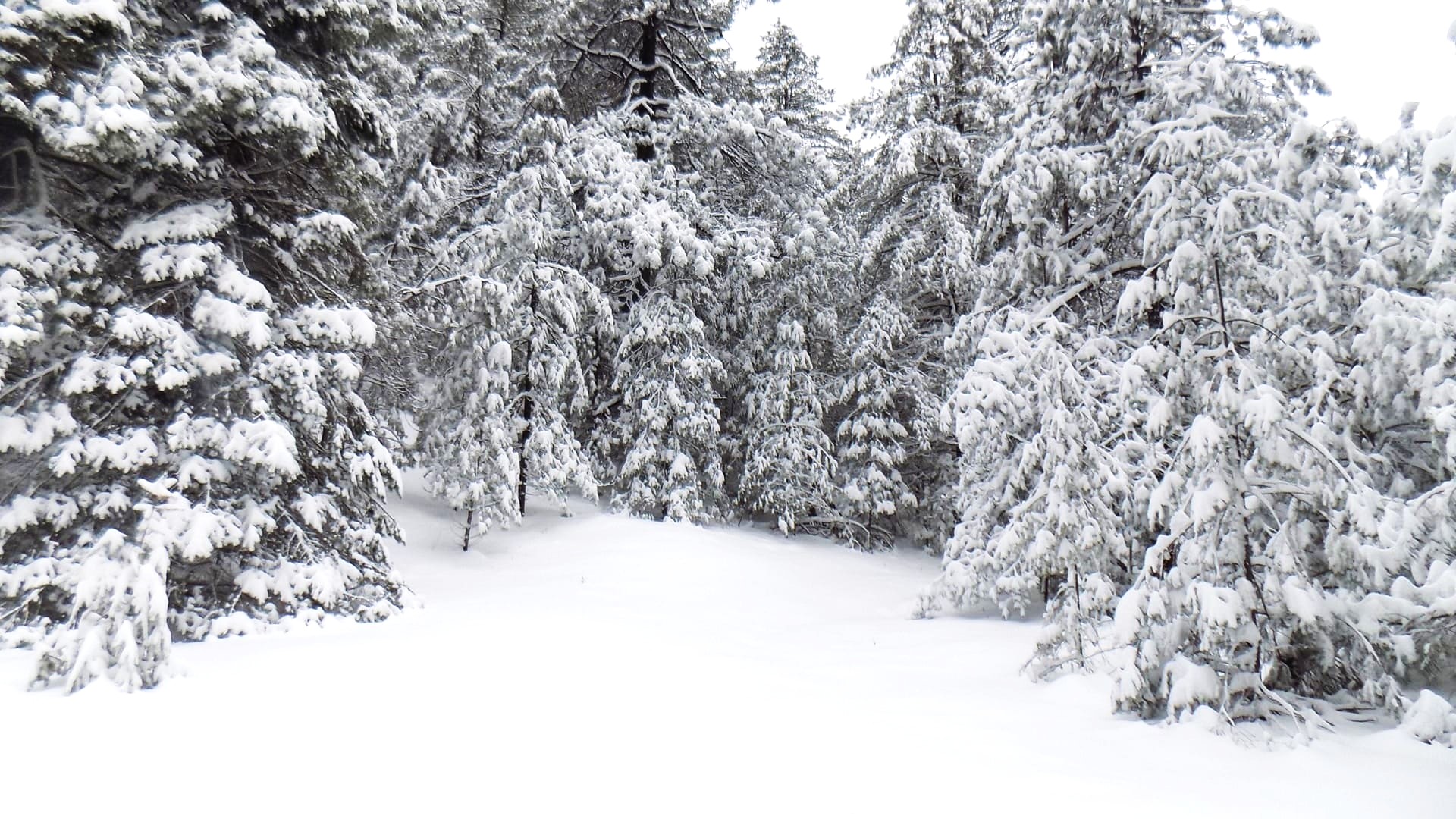¿Nieve en Oaxaca? Autoridades desmienten rumores en redes ¿Nieve en Oaxaca? Autoridades desmienten rumores en redes