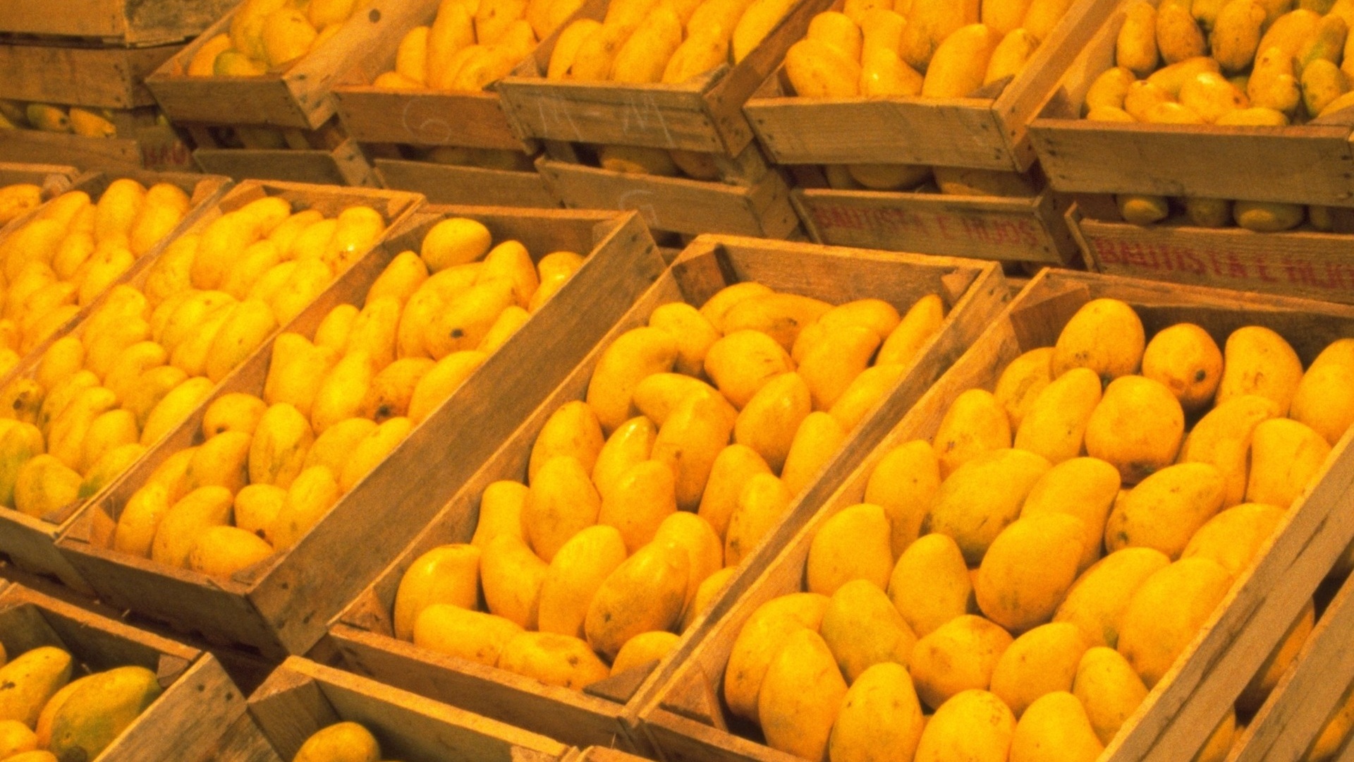 Exportaciones de mango a EU superarán 350 mil toneladas en 2026: Sader
