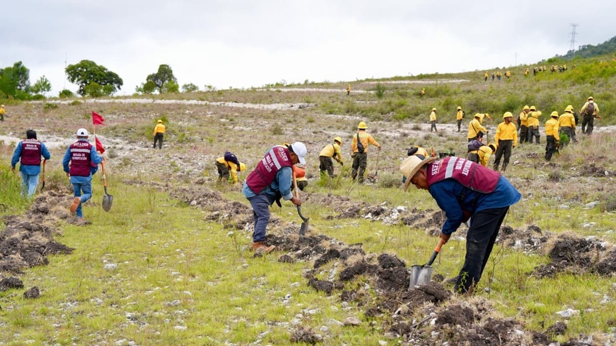 Decenas de personas con chalecos guindas y otros con uniforme amarillo plantan árboles sobre un terreno rural