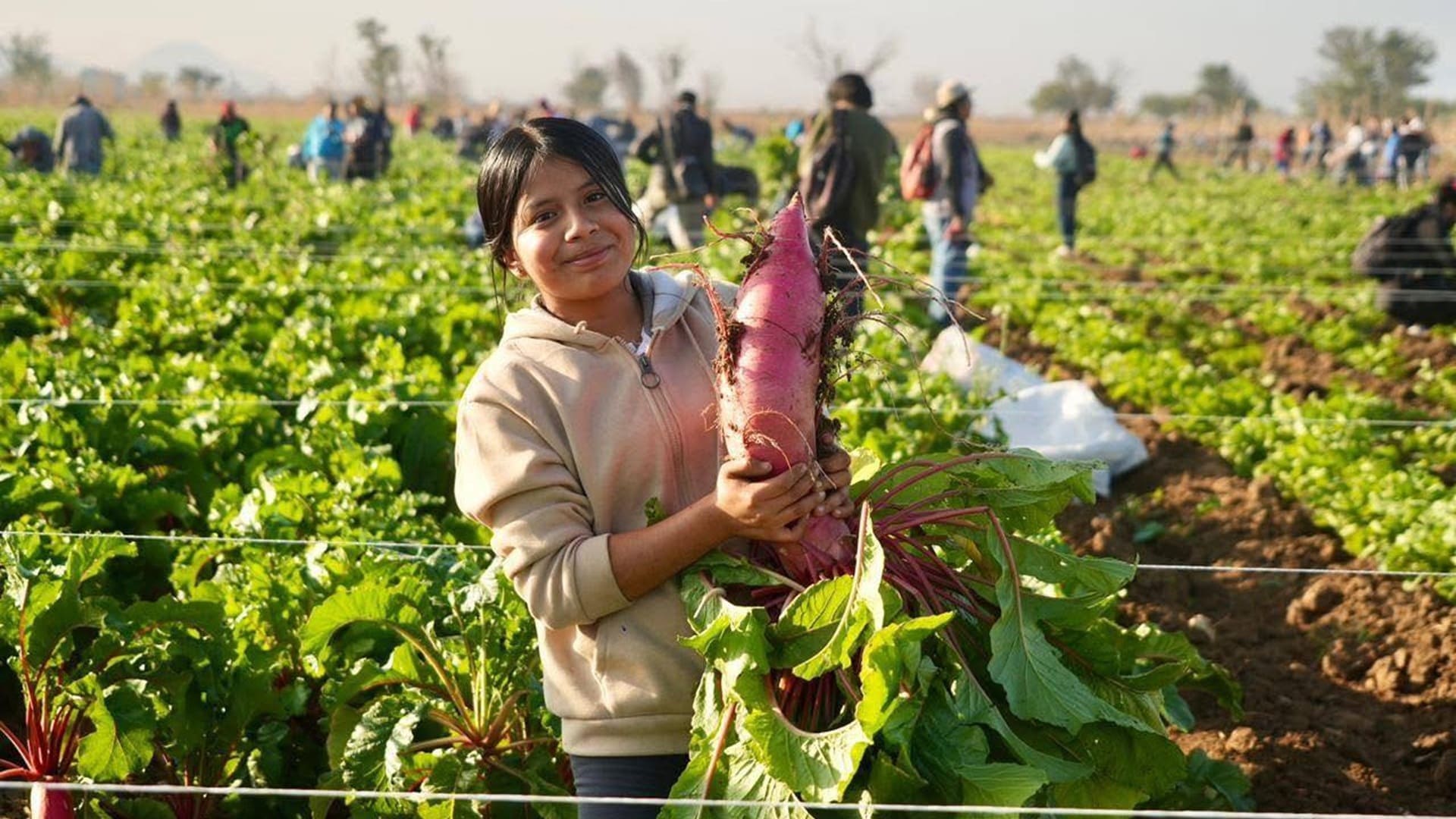 Noche de Rábanos en Oaxaca: realizan tradicional cosecha previa a la celebración decembrina