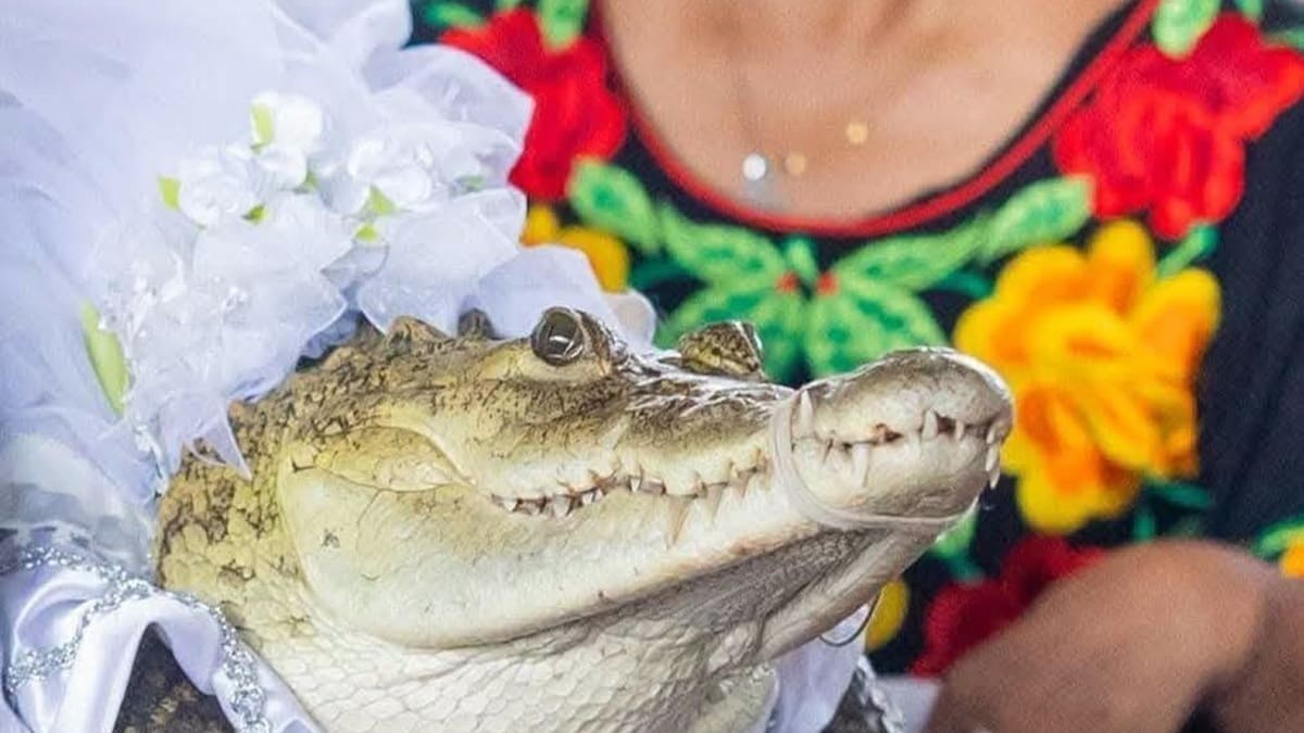 ¿Por qué un alcalde de Oaxaca se casa con una lagarta? La historia de la Niña Princesa y el ritual que ha sobrevivido más de 500 años