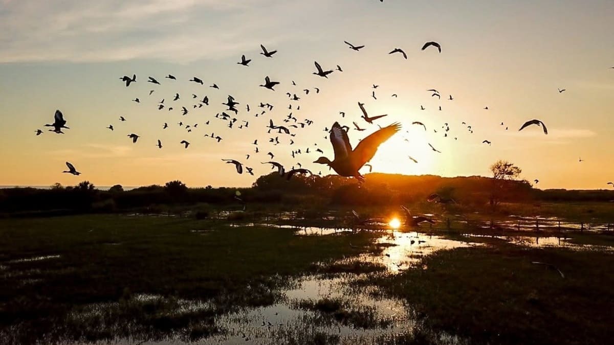 Aves en una playa durante el atardeces