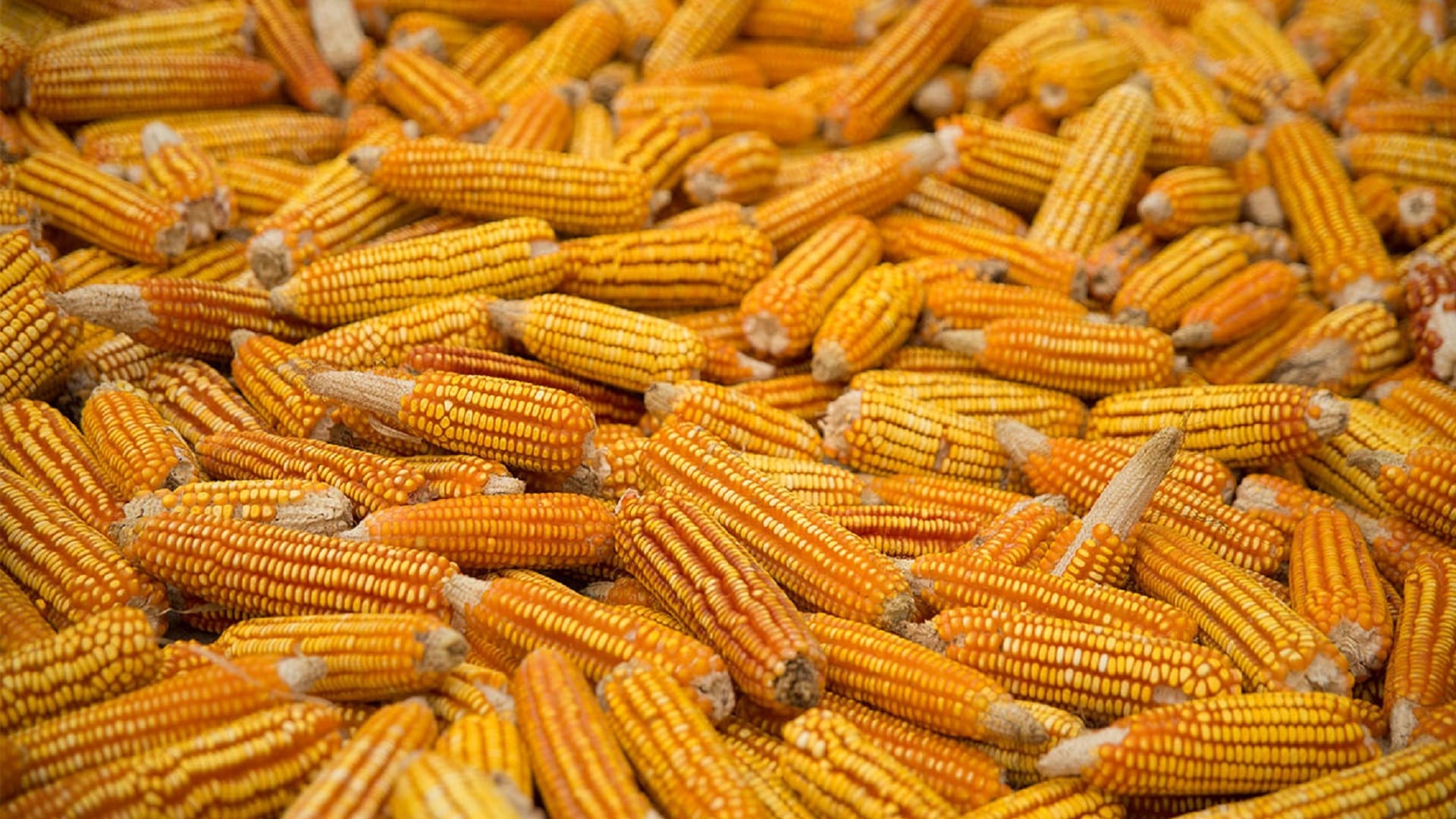 Suma México tres años consecutivos con récord en importación de maíz