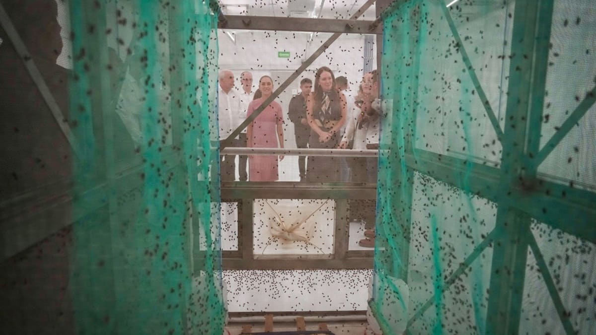 Sheinbaum inaugura planta para frenar al gusano barrenador; ¿qué impacto tendrá para Oaxaca?