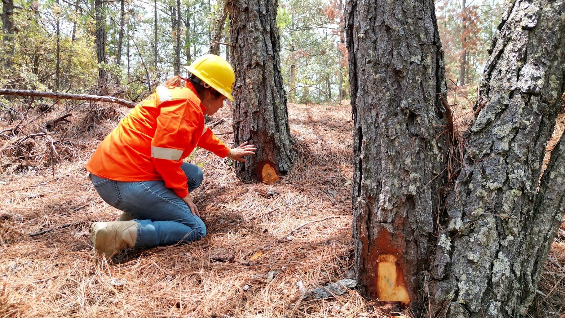 Coesfo refuerza combate contra insecto descortezador en Santiago Huaxolotipac