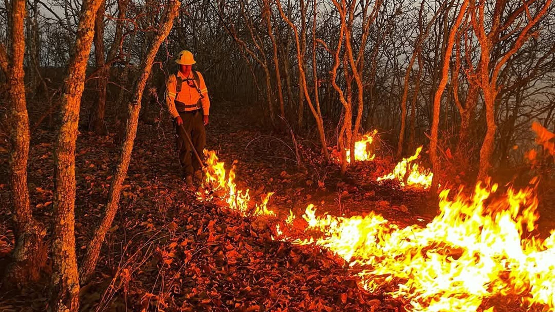 Sin reporte de intoxicaciones por incendio forestal en Santo Domingo Tomaltepec Sin reporte de intoxicaciones por incendio forestal en Santo Domingo Tomaltepec
