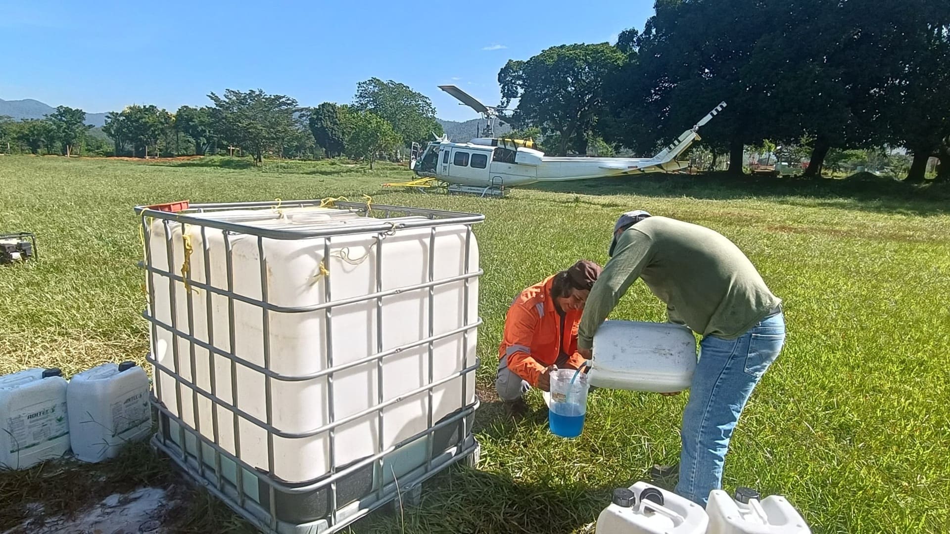 Coesfo aplica hongo Beauveria bassiana para combatir plagas forestales en la Sierra Sur Coesfo aplica hongo Beauveria bassiana para combatir plagas forestales en la Sierra Sur
