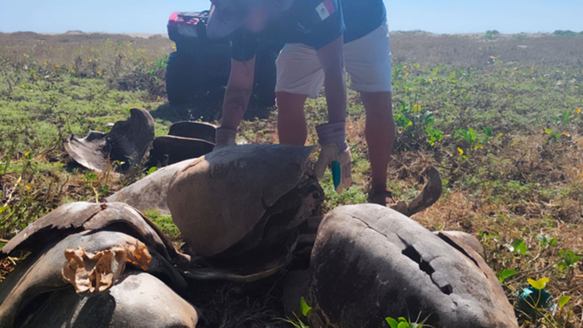 Profepa desmiente matanza de tortugas marinas en Barra del Potrero
