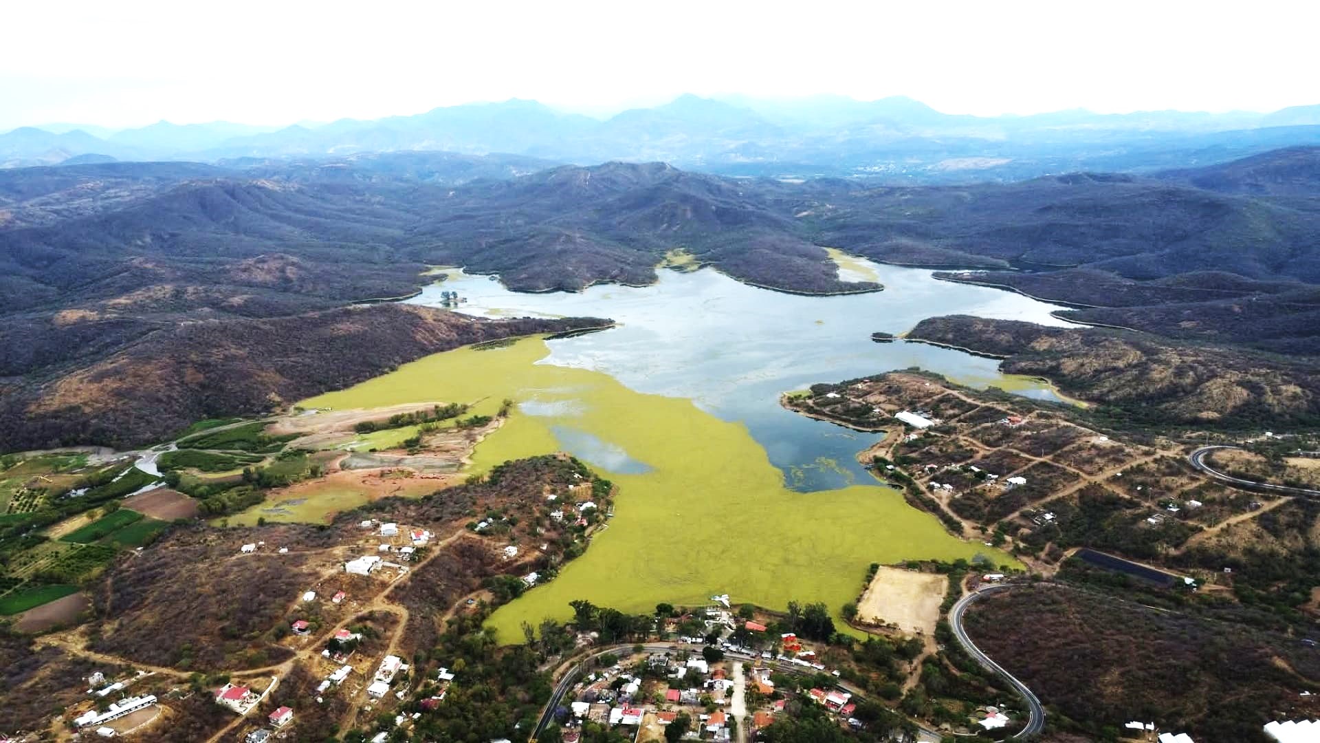 Imagen aérea de una presa invadida por plaga de lirio acuático.