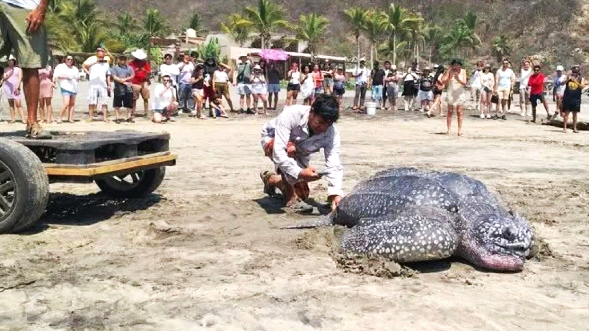 Enorme tortuga en una playa es contemplada por muchas personas mientras otra se acerca a tomarle una foto, junto a un remolque.