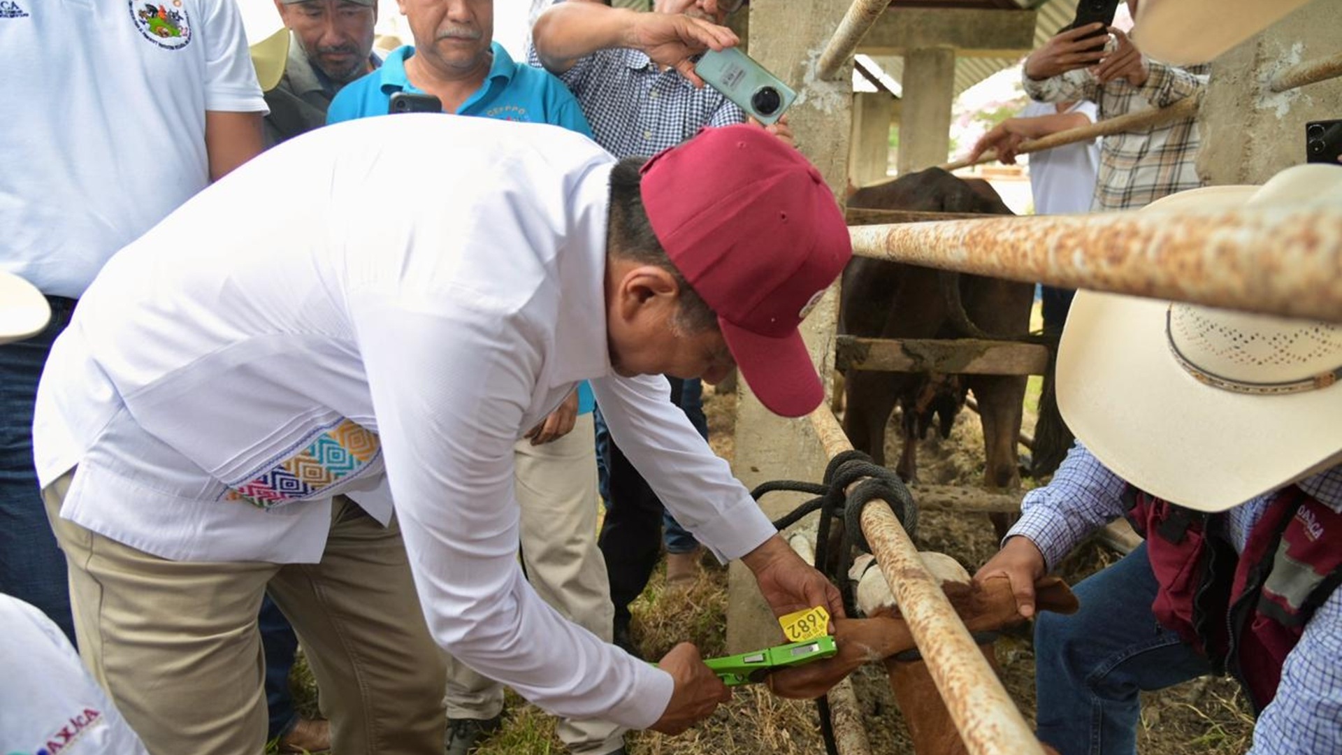 Inicia en la Cuenca del Papaloapan programa de aretado bovino para fortalecer sanidad y combatir abigeato