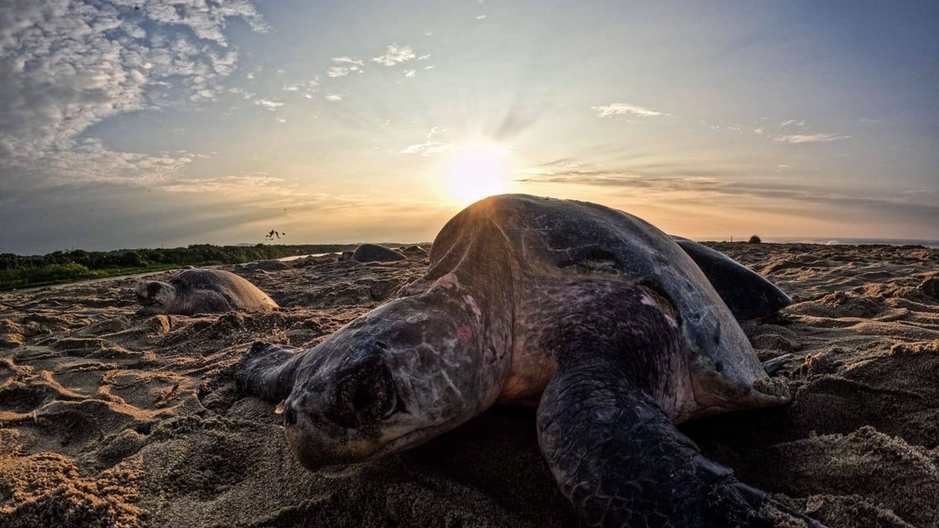 Atentan contra la vida marina: sorprenden a saqueadores de huevos de tortuga en Escobilla Atentan contra la vida marina: sorprenden a saqueadores de huevos de tortuga en Escobilla