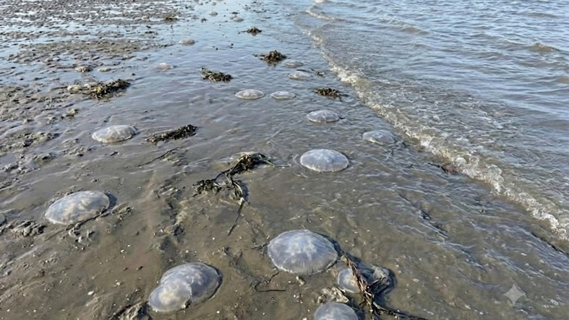 Decenas de medusas dispersas sobre una playa.
