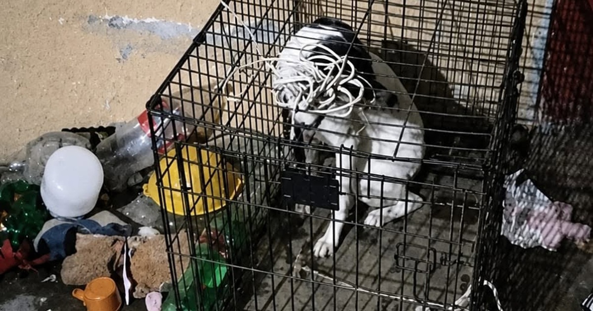 Denunciar maltrato animal en Oaxaca: Guía de contacto con la Fiscalía Especializada y líneas de emergencia