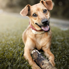 La millonaria industria de las mascotas en México: un mercado en constante crecimiento