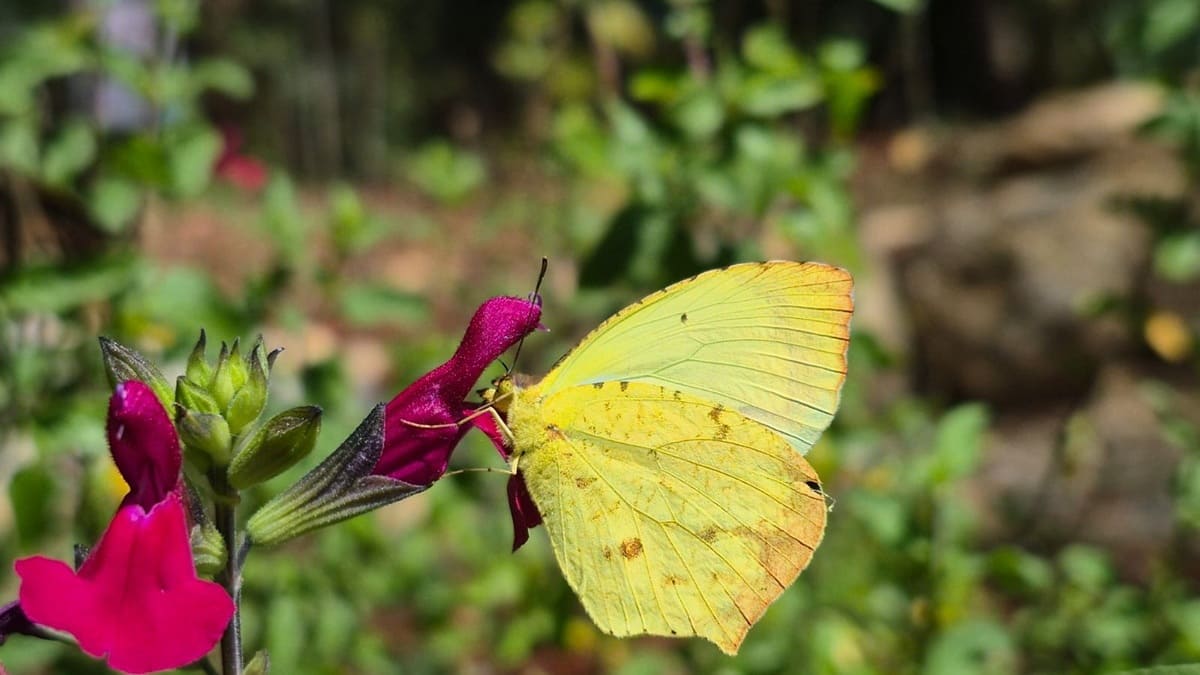 Cerro del Fortín alberga 47 especies de mariposas en Oaxaca