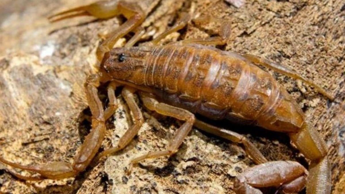¿Dónde hay más riesgo de picaduras de alacrán y otros animales ponzoñosos en Oaxaca? Estas son las regiones con más casos