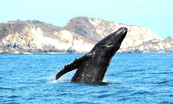 Continúa la temporada de avistamiento de ballenas jorobadas en la costa de Oaxaca