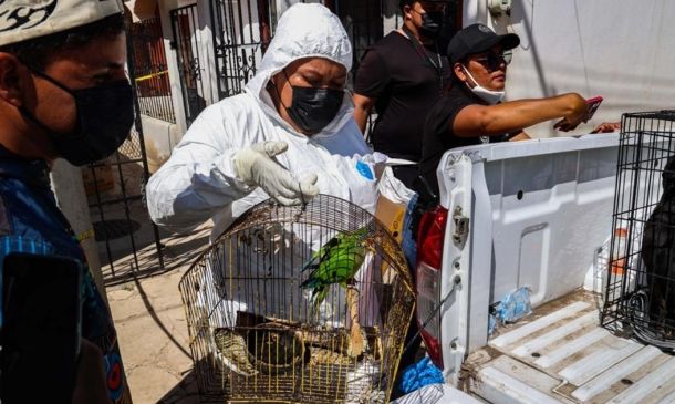 Rescata FGEO a 14 animales de compañía en situación de maltrato en Oaxaca de Juárez; tres presentaban sarna