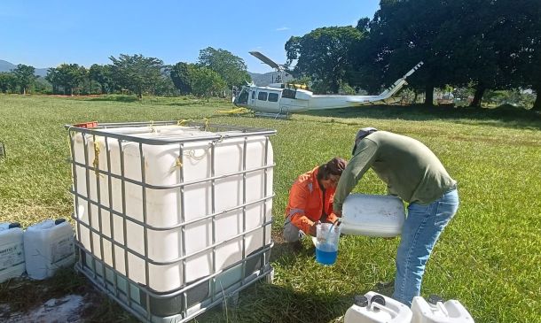 Coesfo aplica hongo Beauveria bassiana para combatir plagas forestales en la Sierra Sur
