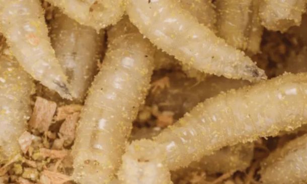 Oaxaca confirma tres casos de miasis humana por gusano barrenador