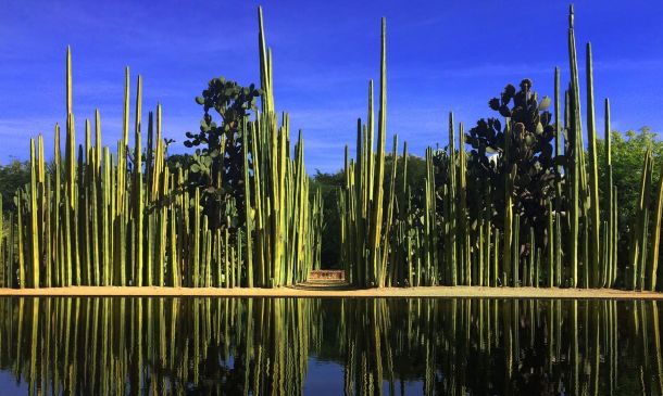 Jardín Etnobiológico de Oaxaca, espacio donde florecen naturaleza y cultura