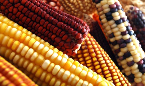 Bienestar impulsará programa para fortalecer el maíz criollo con apoyo de investigadores