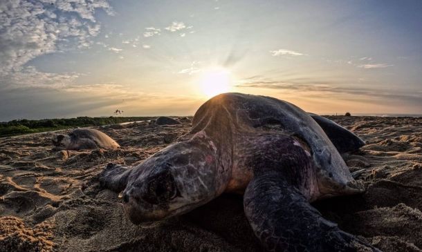 Atentan contra la vida marina: sorprenden a saqueadores de huevos de tortuga en Escobilla