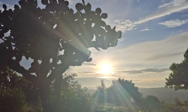 UNAM documenta 42 plantas silvestres comestibles en la Mixteca Alta de Oaxaca