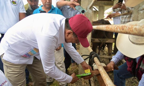 Inicia en la Cuenca del Papaloapan programa de aretado bovino para fortalecer sanidad y combatir abigeato