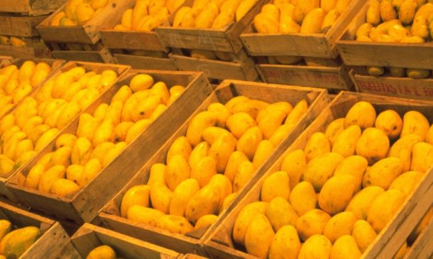 Exportaciones de mango a EU superarán 350 mil toneladas en 2026: Sader