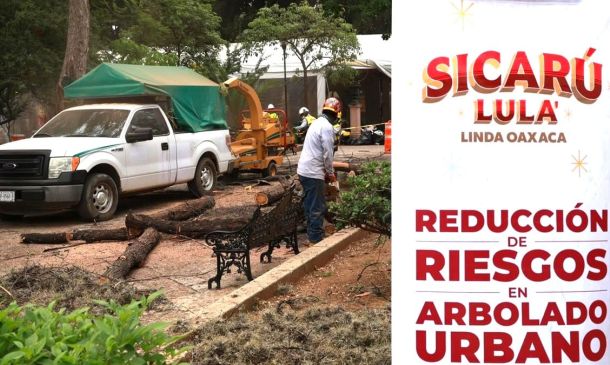 Gobierno de Oaxaca atiende 108 árboles urbanos en Oaxaca de Juárez