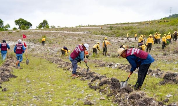 Mega Tequio de Reforestación siembra 46 mil árboles en la zona chocho-mixteca de Oaxaca
