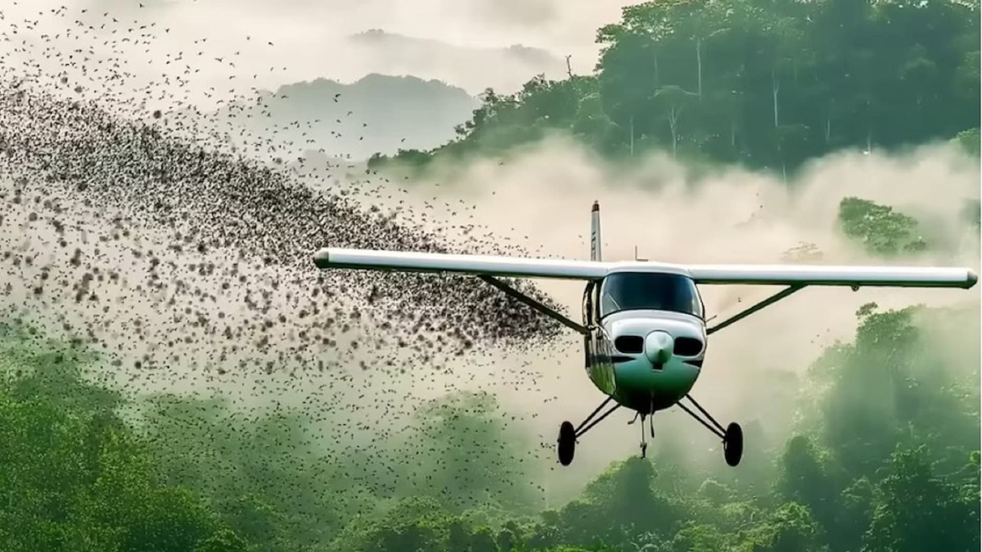 Oaxaca intensifica desde los cielos el combate al gusano barrenador