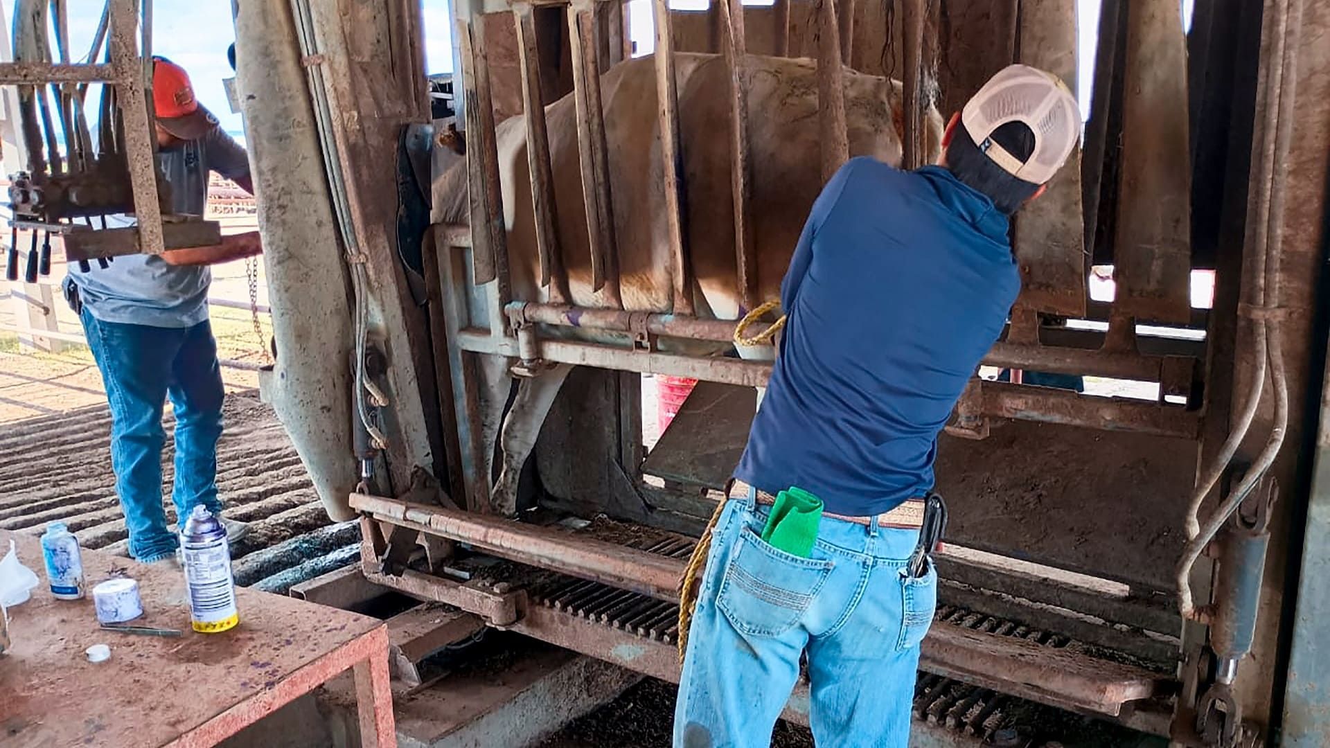 Sader amplía a todo México el operativo de emergencia contra el gusano barrenador del ganado
