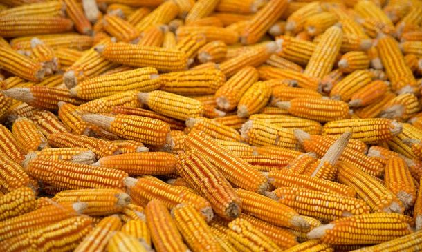 Suma México tres años consecutivos con récord en importación de maíz