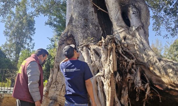 Árbol Notable de la Capilla de Belén presenta daños superficiales tras incendio en El Llano