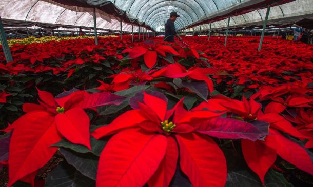 Nochebuena: el tesoro natural que florece en los campos mexicanos