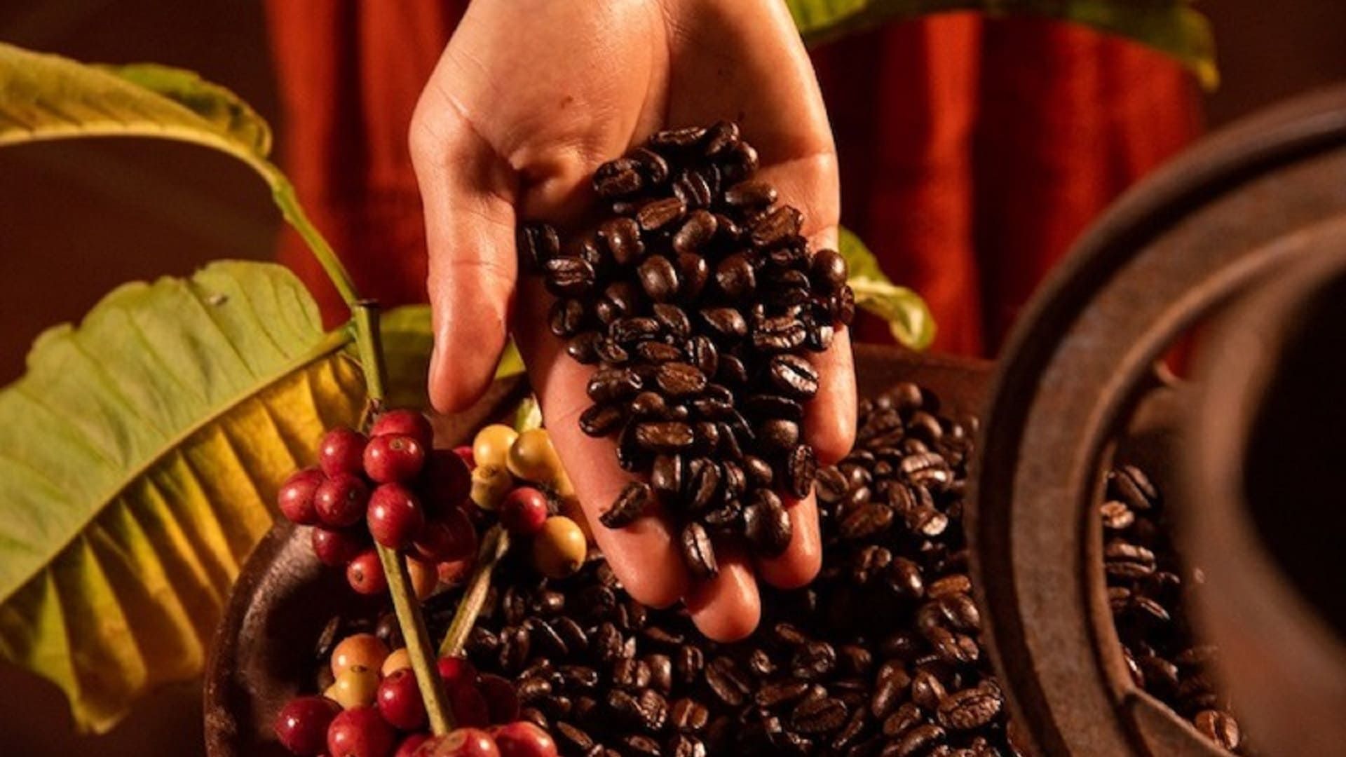 Ruta del Café Pluma: sabor y aroma de la Sierra Sur y Costa de Oaxaca