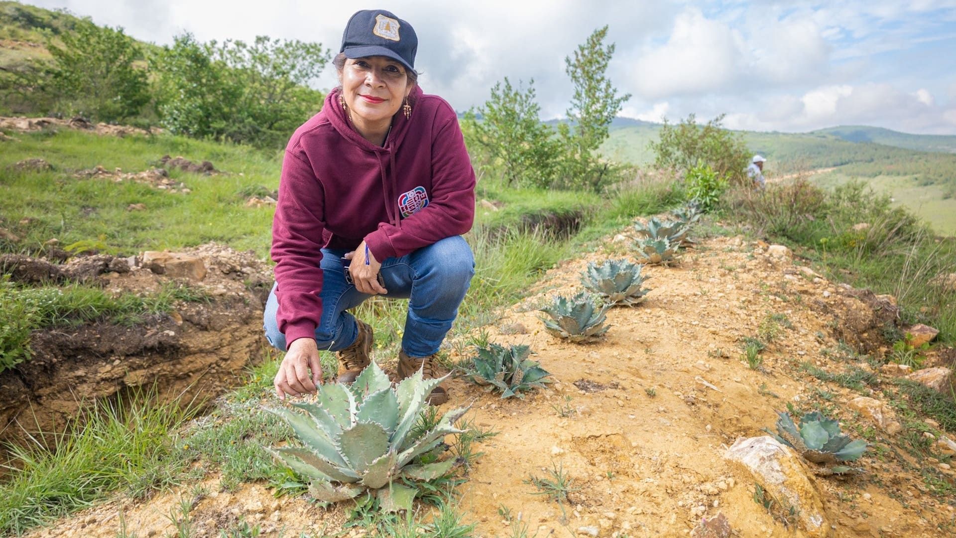 Siembra masiva de agave silvestre en Oaxaca: ¿En qué consiste la estrategia de Coesfo para reforestar el suelo?