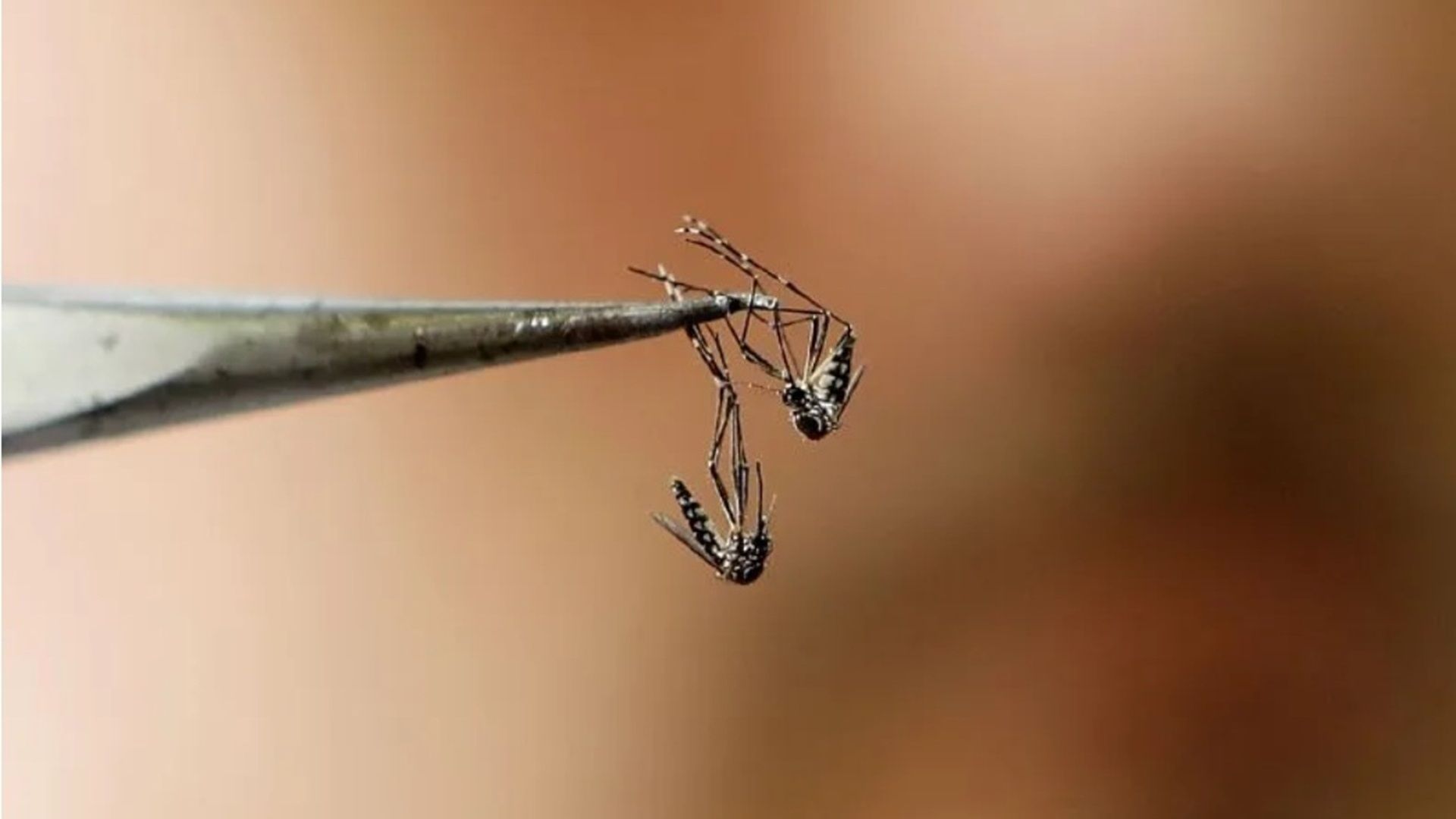 Wolbachia, la estrategia biotecnológica de Oaxaca contra el dengue