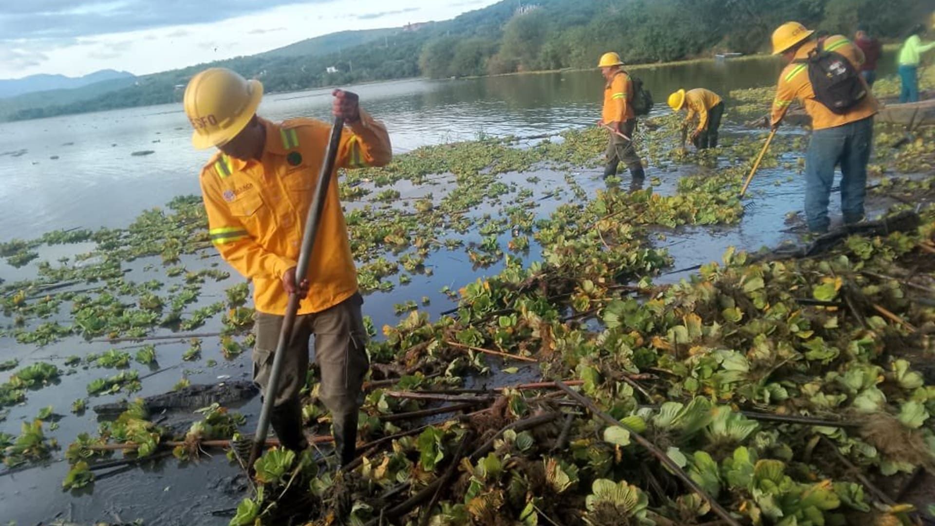 Huajuapan de León: retiran 220 toneladas de lirio acuático y basura en la presa de San Francisco Yosocuta